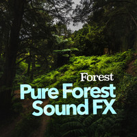 Forest - Pure Forest Sound FX