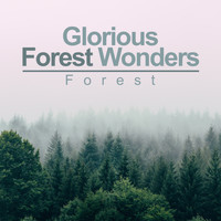 Forest - Glorious Forest Wonders