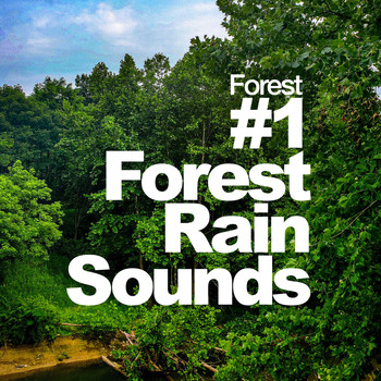 Forest - #1 Forest Rain Sounds
