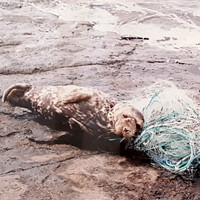 Rubik - Juvenile Seal Entangled in a Net