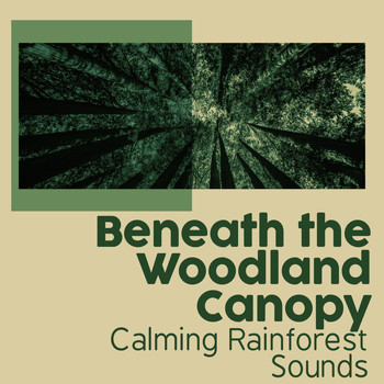 Calming Rainforest Sounds - Beneath the Woodland Canopy