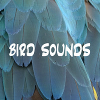 Nature And Bird Sounds, Bird Sounds Ambience & Forest FX - Bird Sounds