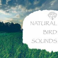 Natural Spirit & Nature And Bird Sounds - Natural Bird Sounds