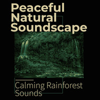 Calming Rainforest Sounds - Peaceful Natural Soundscape