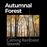 Calming Rainforest Sounds - Autumnal Forest