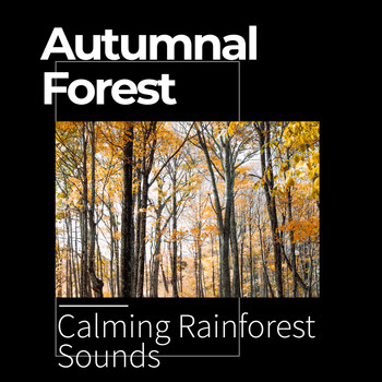 Calming Rainforest Sounds - Autumnal Forest