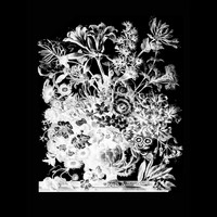 Sontag Shogun - Floréal