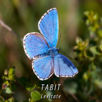 TABIT / - Levitate