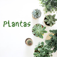 Sabanero - Plantas