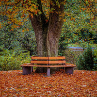 Bolivar - Norwegian November