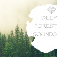 Natural Spirit & Thunderstorms - Deep Forest Sounds