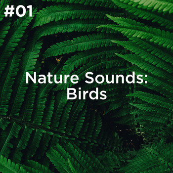 Sleep Sounds of Nature and Nature Sound Collection - #01 Nature Sounds: Birds