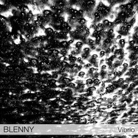 Blenny - Vibrio