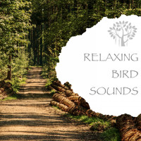 Natural Spirit & Nature And Bird Sounds - Relaxing Bird Sounds
