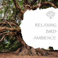 Natural Spirit & Nature And Bird Sounds - Relaxing Bird Ambience