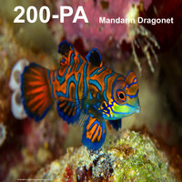 200-PA - Mandarin Dragonet