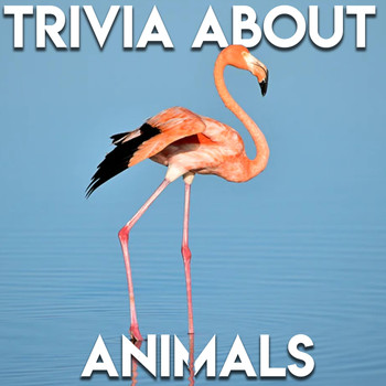 Trivia Questions - Trivia About Animals