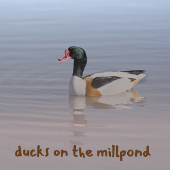Various Artists - Ducks on the Millpond