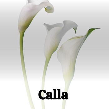 Various Artists - Calla