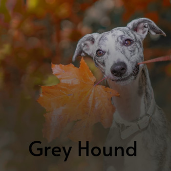 Various Artists - Grey Hound