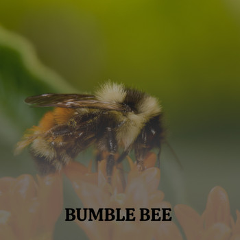 Various Artists - Bumble Bee (Explicit)