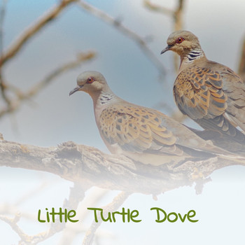 Various Artists - Little Turtle Dove (Explicit)