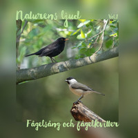 Various Artists - Naturens ljud, Vol. 1: Fågelsång och fågelkvitter