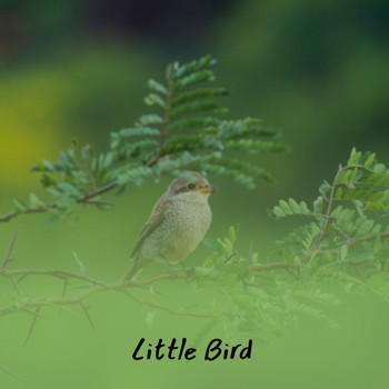 Various Artists - Little Bird