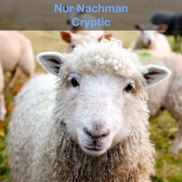 Nur Nachman - Cryptic