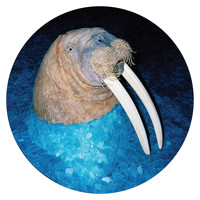 Tross - The Walrus EP
