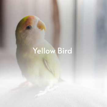 Various Artists - A Yellow Bird