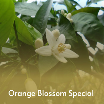 Various Artists - Orange Blossom Special