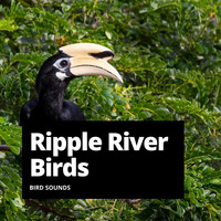 Loopable Birds - Ripple River Birds