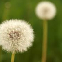 Elise - I'm a Dandelion