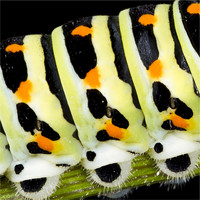 Tigre Blanco - Caterpillar