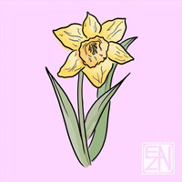 Enza - Daffodil