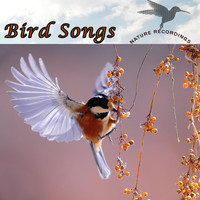 Klaus Back & Tini Beier - Bird Song (Nature Recordings)