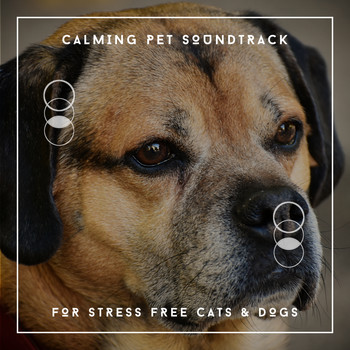 Pet Chillout Music - Calming Pet Soundtrack For Stress Free Cats & Dogs