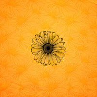 Caz - Daisy