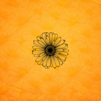 Caz - Daisy