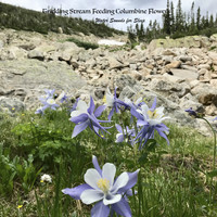 Water Sounds for Sleep - Trickling Stream Feeding Columbine Flowers
