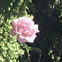 Karima Francis - Orange Rose