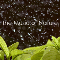 Ocean Waves For Sleep, White! Noise and Nature Sounds for Sleep and Relaxation - The Music of Nature