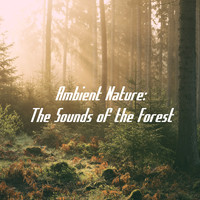 Rain Sounds, Rain for Deep Sleep and Rainfall - Ambient Nature: The Sounds of the Forest