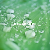 Nature Sounds, White Noise Therapy and Sleep Sounds of Nature - Natural Sounds of Rain