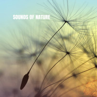 White Noise Research, Sounds of Nature Relaxation and Nature Sounds Artists - Sounds of Nature