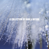 Rain Sounds Nature Collection, Rain Sounds Sleep and Nature Sound Series - A Collection of Rain & Nature