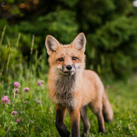 Red Foxx - Territorial