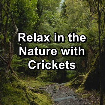 Crickets - Relax in the Nature with Crickets