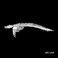 Killer whale - Aurora Borealis